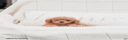 Miniature Poodle dogs for sale: Keyona - Ad 4