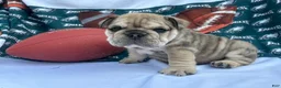 English Bulldog dogs for sale: Stormy  - Ad 1