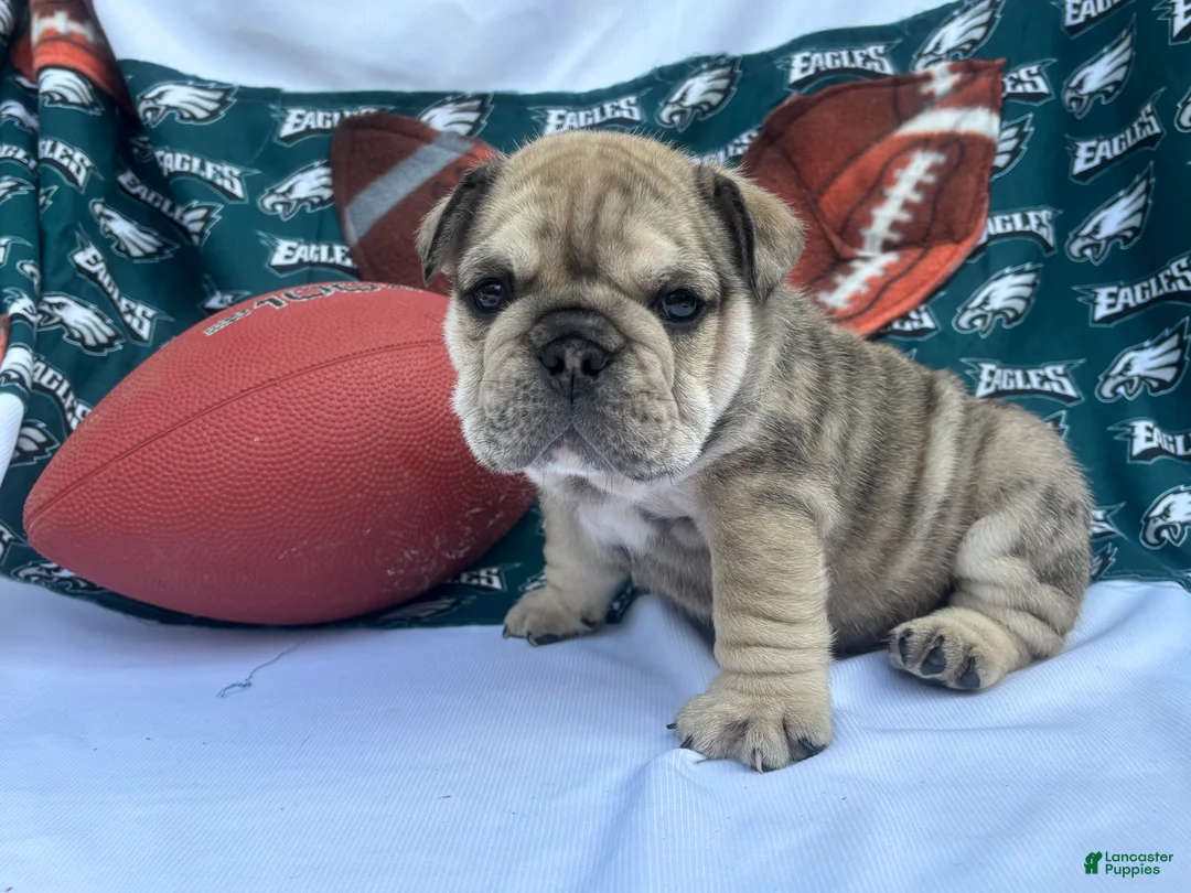 English Bulldog dogs for sale: Stormy  - Ad 1