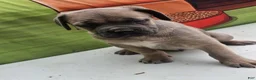 Cane Corso dogs for sale: COCO - Ad 21