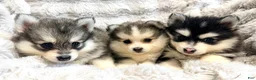 Pomsky dogs for sale: Drake - Ad 8