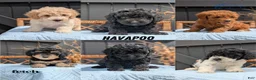 Havapoo dogs for sale: Macy - Ad 11