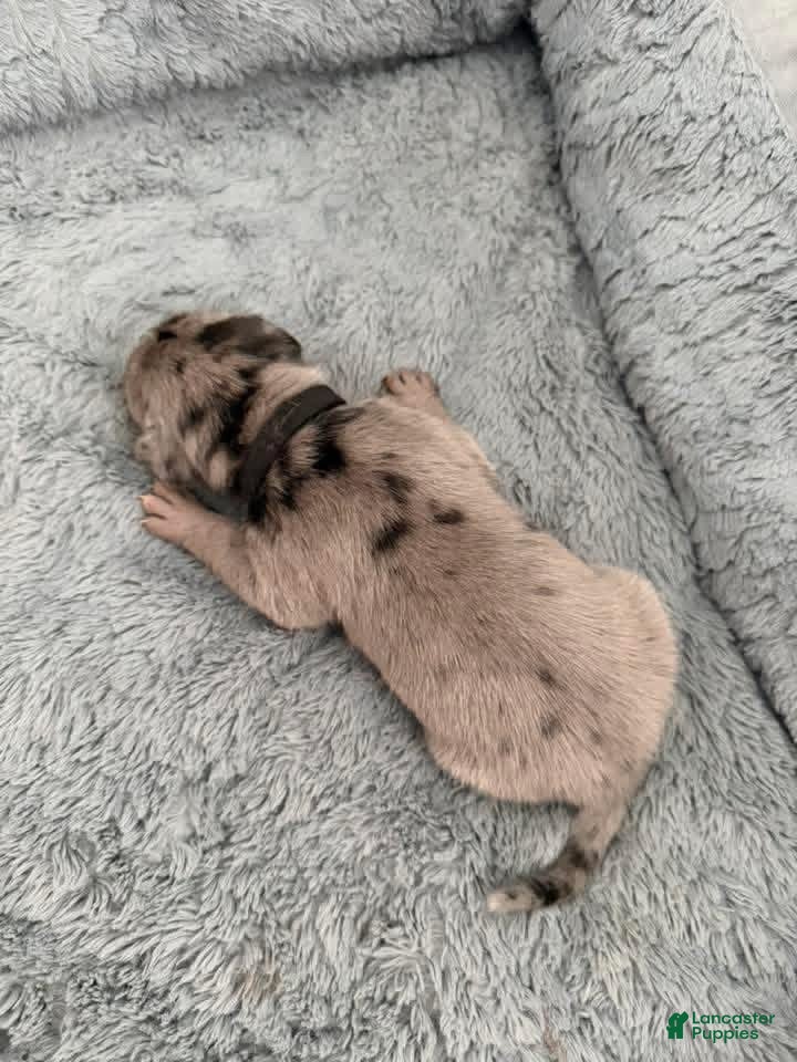Mixed Breed dogs Black - Ad 4