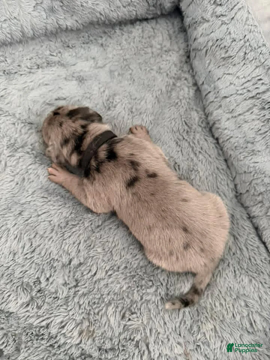 Mixed Breed dogs for sale: Black - Ad 1