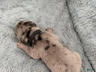 Mixed Breed dogs Black - Ad 36