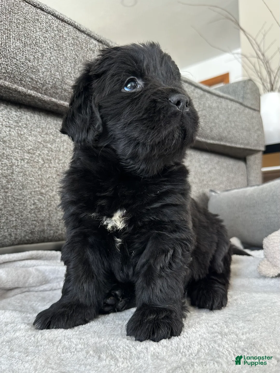 Newfoundland dogs for sale: AKC,OFA,CH, “ Lillie”  - Ad 3