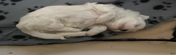 Maltipoo dogs for sale:  Poppy - Ad 4