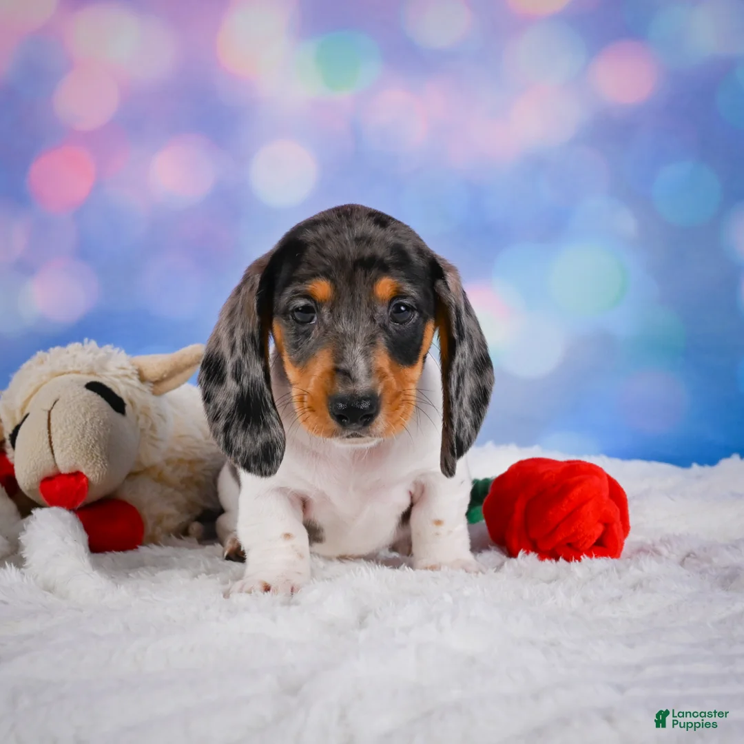 Miniature Dachshund dogs for sale: Prince - Ad 2