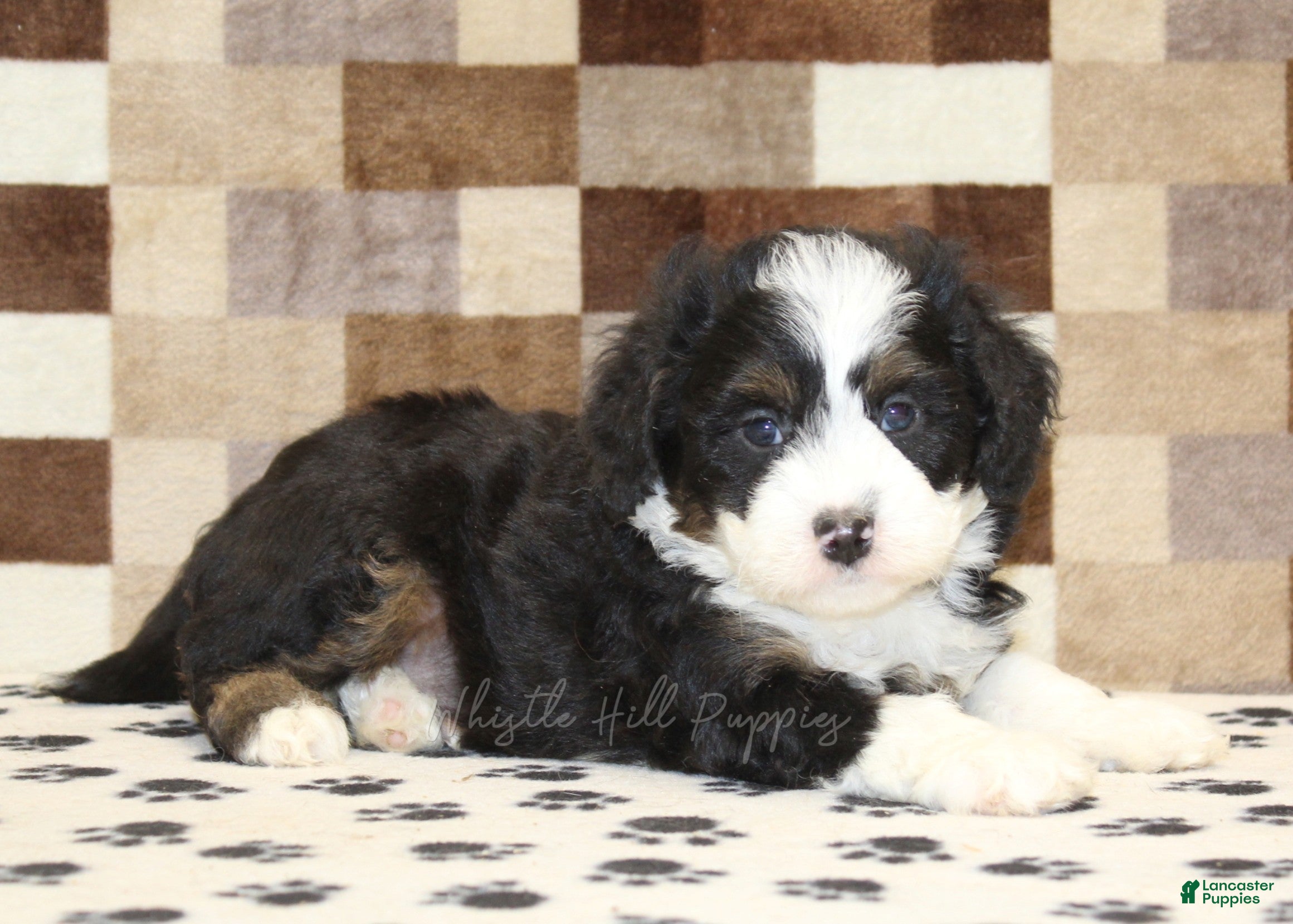 Mini Bernedoodle dogs King - Ad 2
