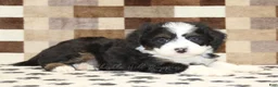 Mini Bernedoodle dogs for sale: King - Ad 2