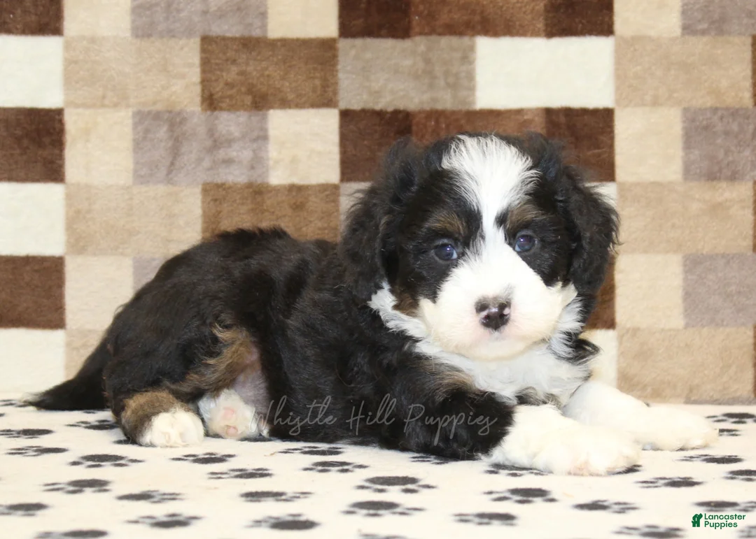 Mini Bernedoodle dogs for sale: King - Ad 2