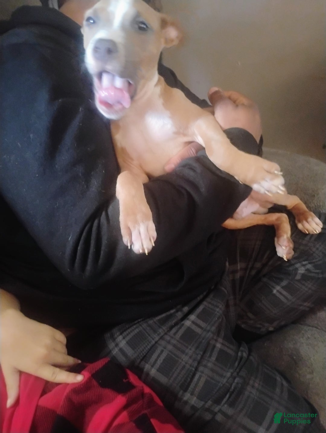 American Pit Bull Terrier dogs for sale: American Pitbull Terrior - Ad 5