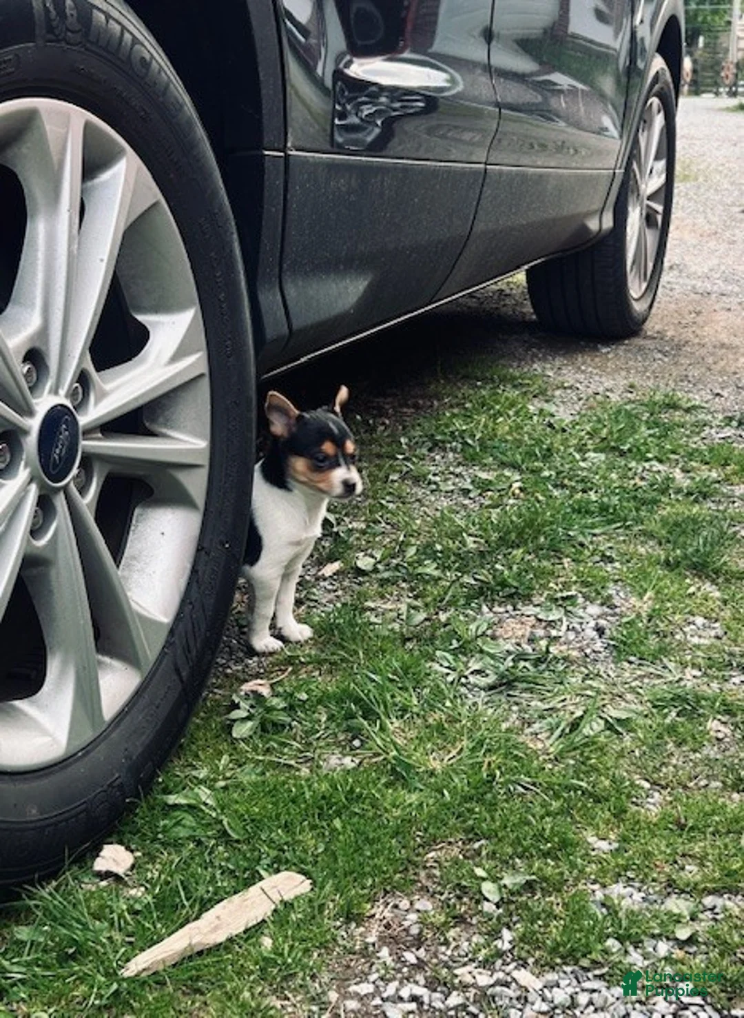 Toy Fox Terrier dogs for sale: Foxy - Ad 3