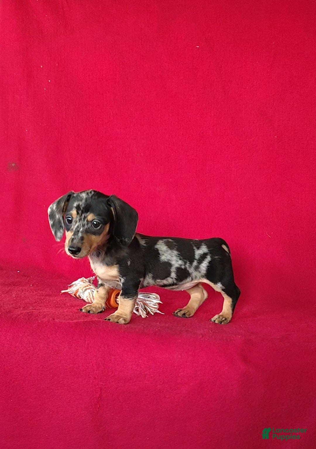 Miniature Dachshund dogs Tammie - Ad 2