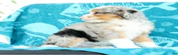 Mini Bernedoodle dogs for sale: Beauty - Ad 9