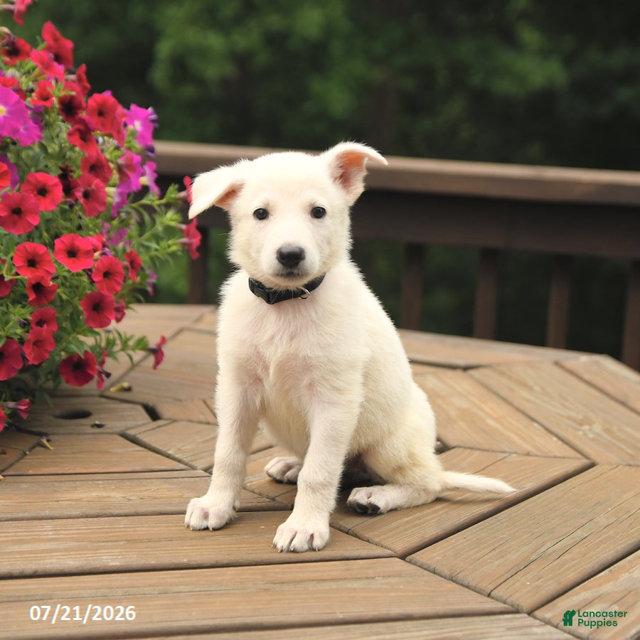 German Shepherd dogs Mia  - Ad 2