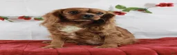 Cavalier King Charles Spaniel dogs for sale: Cavalier King Charles Spaniel 2 - Ad 7