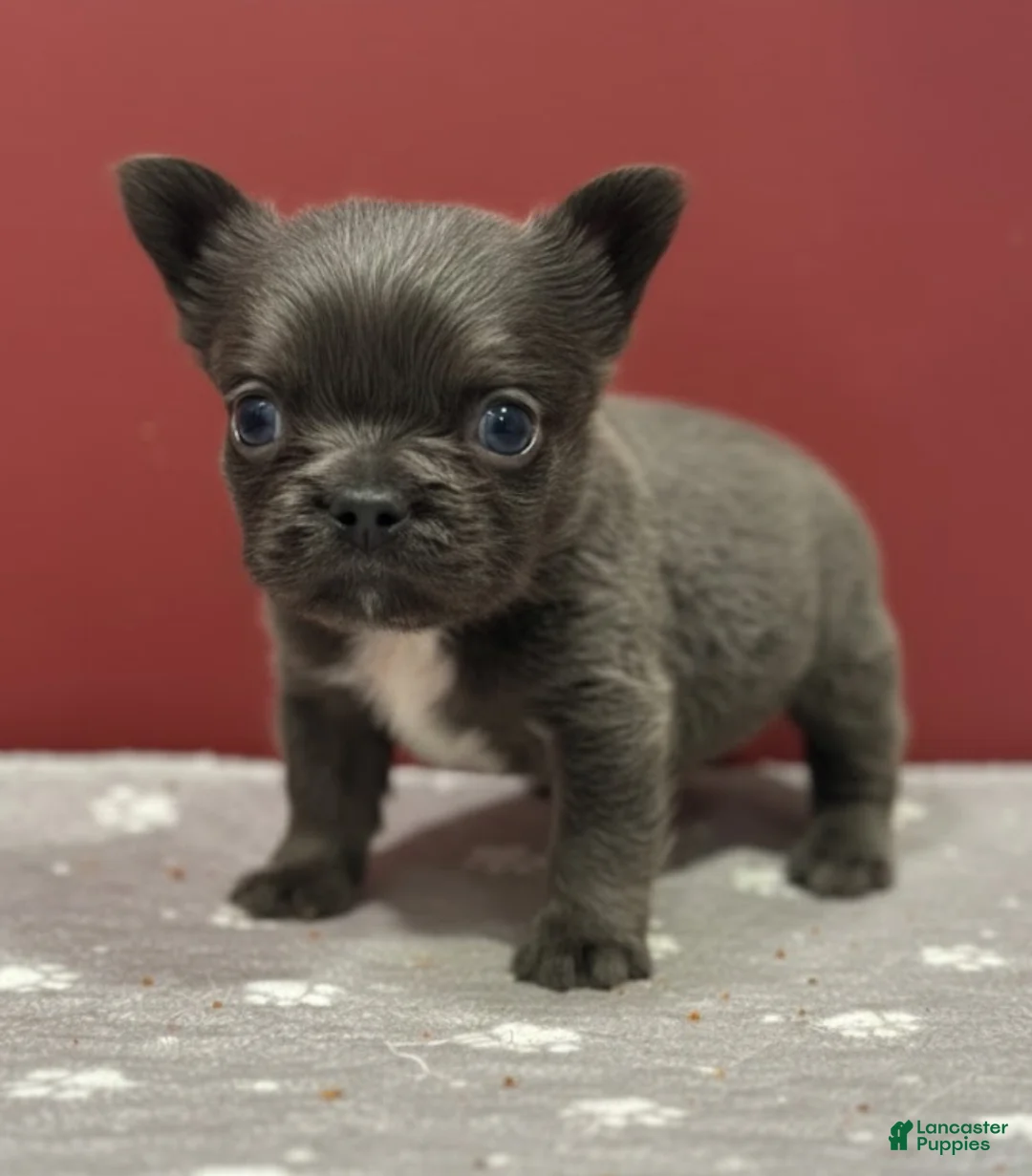 French Bulldog dogs for sale: Cobalt - Ad 5