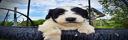 Havapoo dogs for sale: Shadow - Ad 2