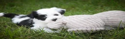 Havanese dogs for sale: Penny Havanese  - Ad 18