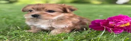 Morkie dogs for sale: Brookie  - Ad 12