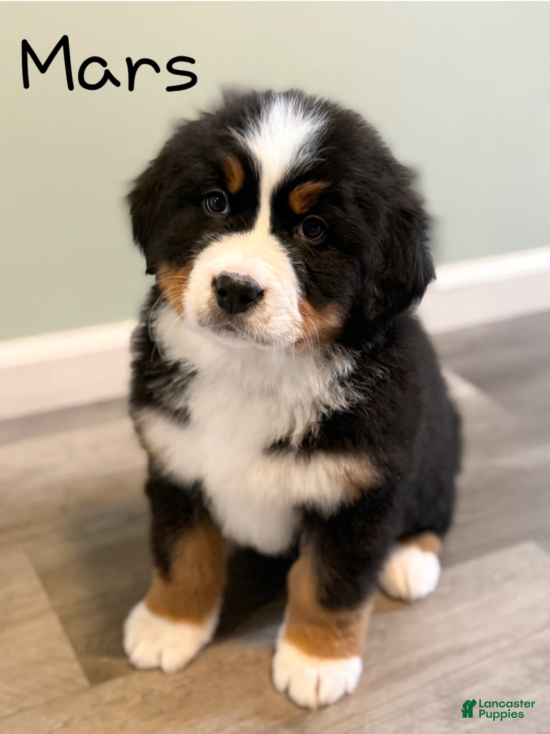 Bernese Mountain Dog dogs for sale: Mars, AKC registered, Ready Now! - Ad 1