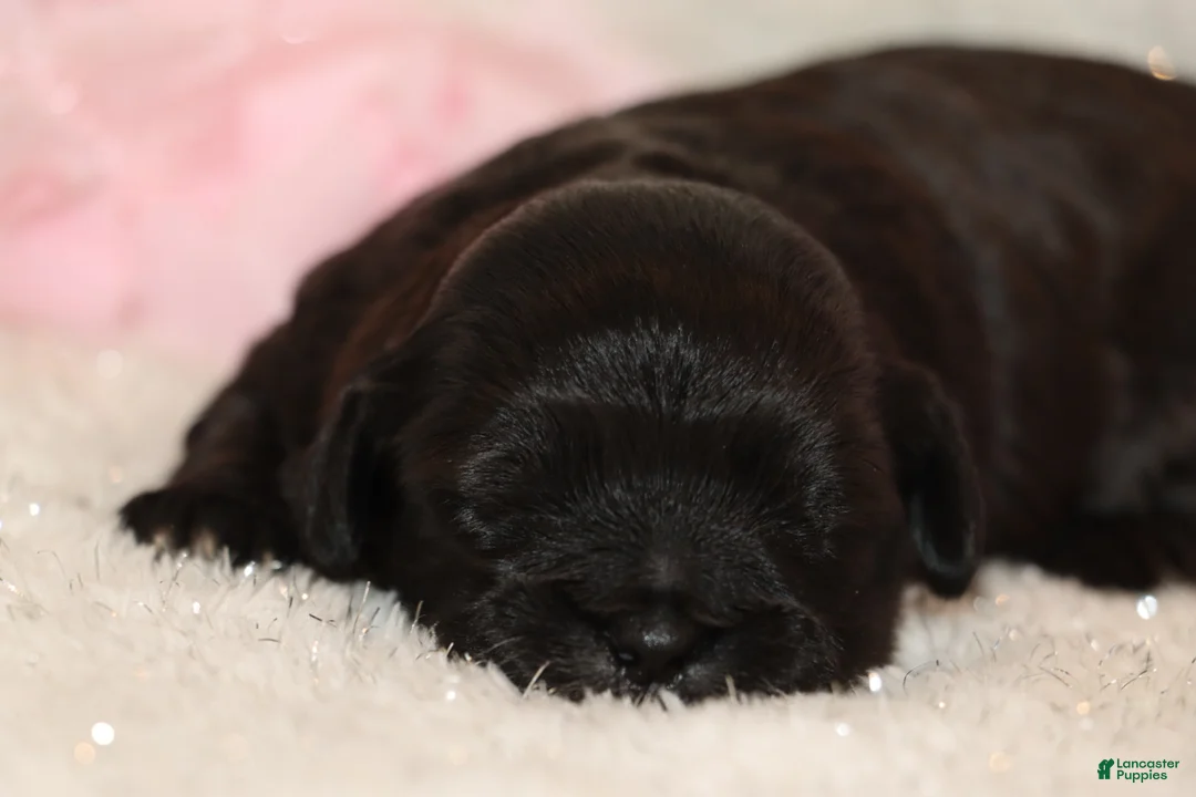 Shihpoo dogs for sale: Carry - Ad 1