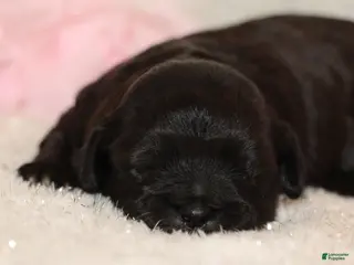 Shihpoo dogs Carry - Ad 38