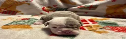 Olde English Bulldogge dogs for sale: Tri Lilac  - Ad 8