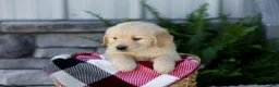Golden Retriever dogs for sale: Boone - Ad 3