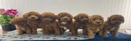 Cavapoo dogs for sale: Noah  - Ad 9