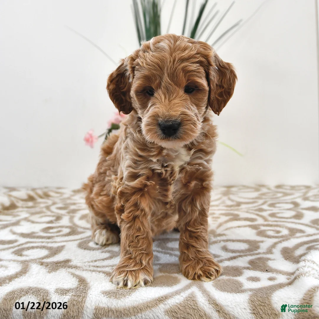 Mini Goldendoodle dogs for sale: Oliver - Ad 5