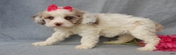 Cockapoo dogs for sale: Lauren - Ad 3