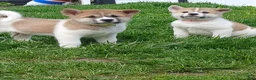 Akita dogs for sale:  Ginko - Ad 10