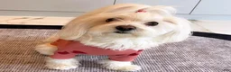 Maltipoo dogs for sale: Larry - Ad 9