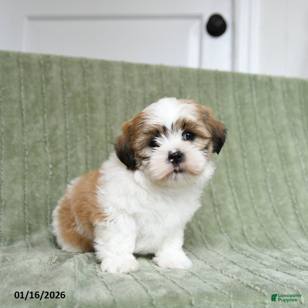 Shih Tzu dogs for sale: Gypsy - Ad 2