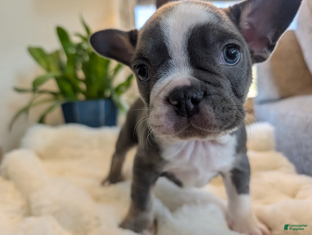 Frenchton dogs for sale: Sprout - Ad 1