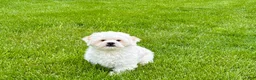 Lhasa Apso dogs for sale: Beau - Ad 8