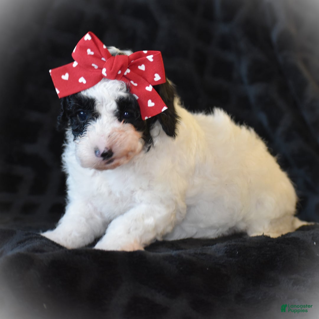 Miniature Poodle dogs for sale: Zanna - Ad 11