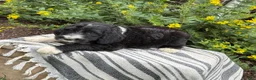 Mixed Breed dogs for sale: Guiness - Ad 3