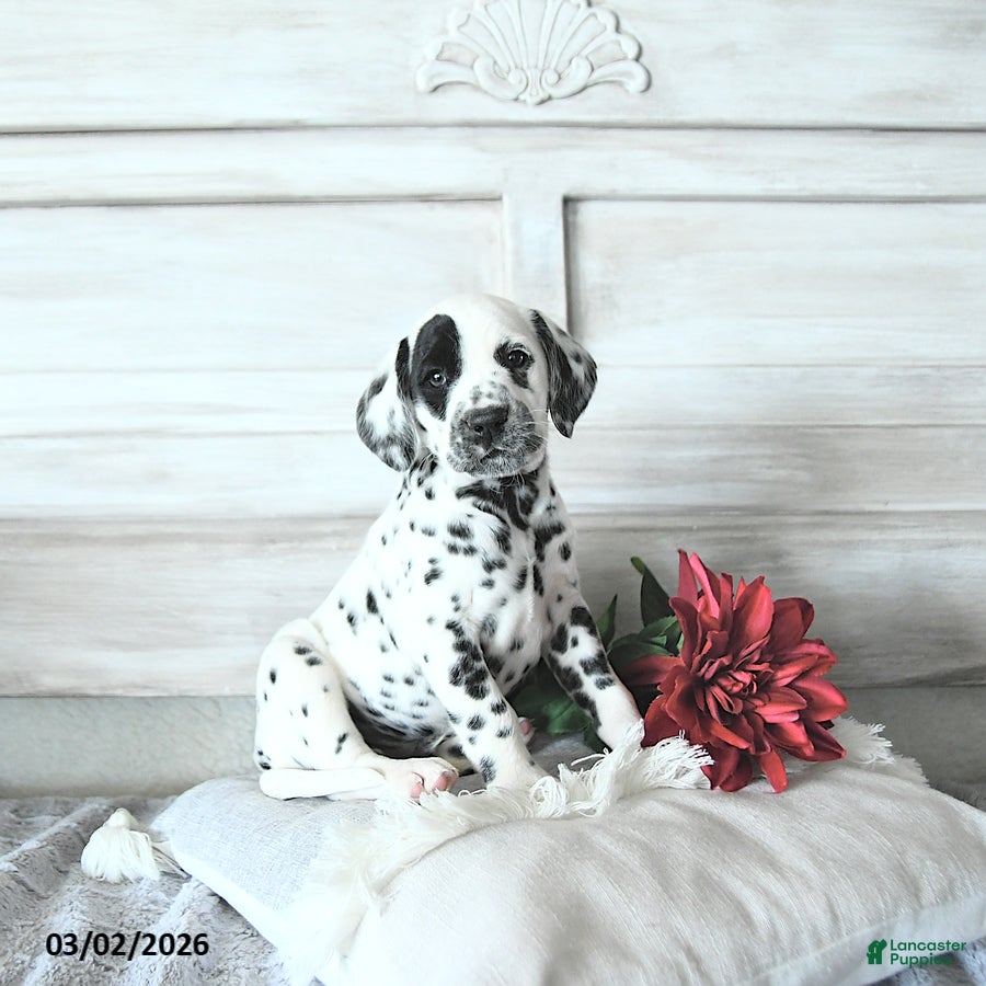 Dalmatian dogs Turbo - Ad 1