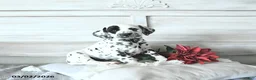 Dalmatian dogs for sale: Turbo - Ad 1
