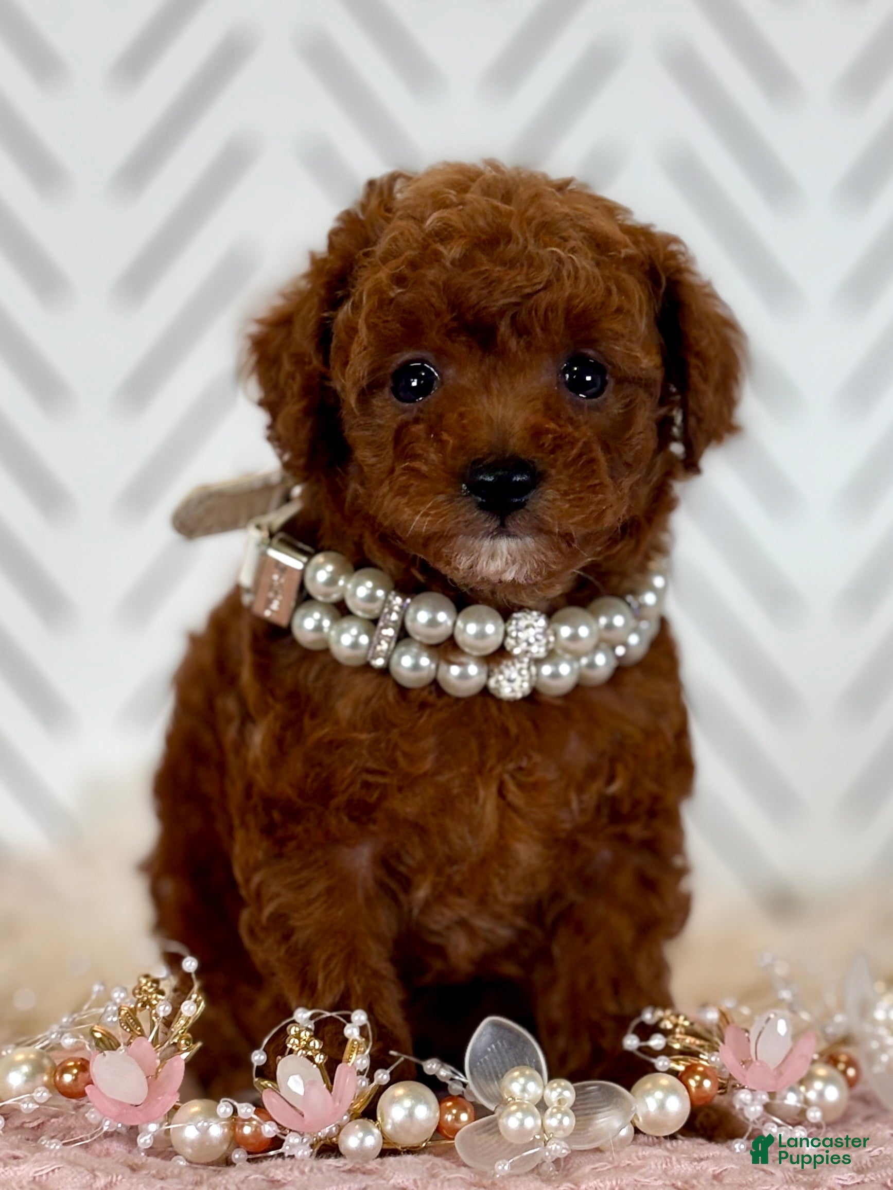 Toy Poodle dogs Wisper - Ad 19