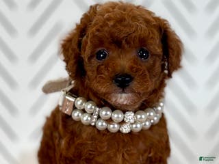 Toy Poodle dogs Wisper - Ad 19