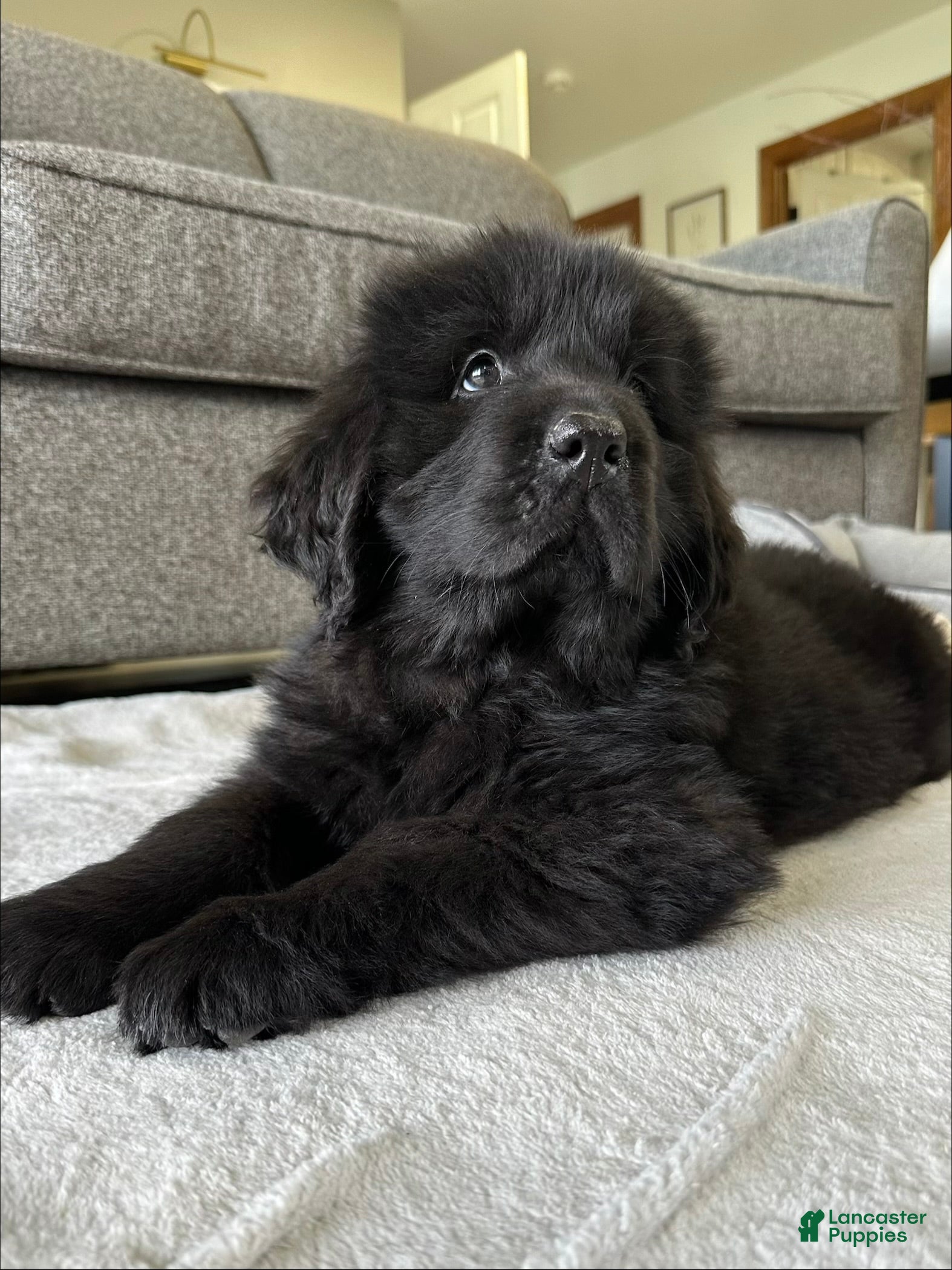 Newfoundland dogs “ Ella” OFA,CH,AKC  - Ad 2
