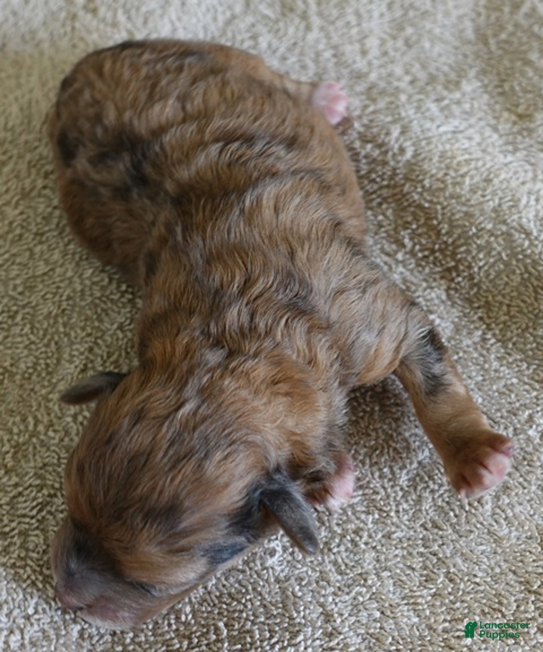 Maltipoo dogs for sale: Miracle chocolate merle - Ad 2