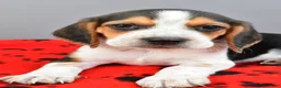 Beagle dogs for sale: Diamond - Ad 5