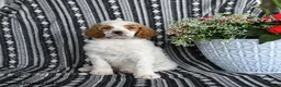 Standard Poodle dogs for sale: Van   - Ad 4