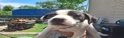 Jack Russell Terrier dogs for sale: Jack Russell Terrier 3 - Ad 24