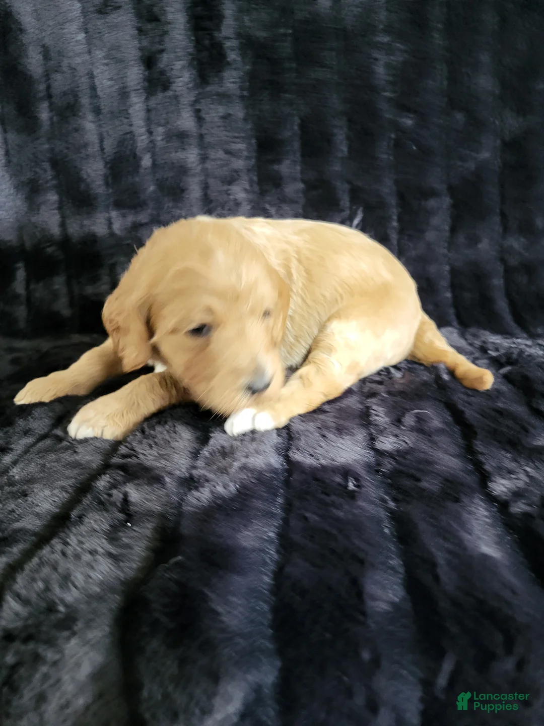 Standard Poodle dogs for sale: Standard Poodle Puppy Female - Ad 5
